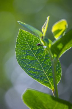 Yaz bahçesinde taze, sağlıklı yaban mersini yapraklarından oluşan güzel bir yakın plan. Letonya, Avrupa 'daki kırsal çiftliğin mevsimlik manzarası.