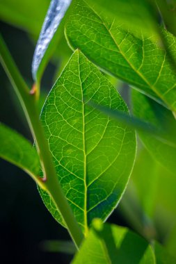 Yaz bahçesinde taze, sağlıklı yaban mersini yapraklarından oluşan güzel bir yakın plan. Letonya, Avrupa 'daki kırsal çiftliğin mevsimlik manzarası.