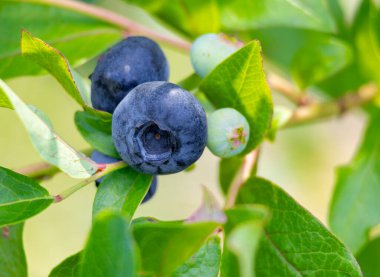 Biyolojik bir çiftlikte yetişen güzel, güneşli, olgun bir yabanmersini. Letonya, Avrupa 'nın mevsimsel kırsal manzarası.