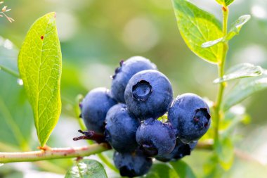 Biyolojik bir çiftlikte yetişen güzel, güneşli, olgun bir yabanmersini. Letonya, Avrupa 'nın mevsimsel kırsal manzarası.