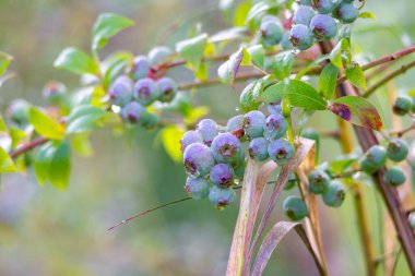 Olgunlaşmamış böğürtlen ve taze yeşil yapraklı güzel bir yabanmersini çalısı. Letonya, Avrupa 'da yaz mevsimsel kırsal çiftlik manzarası.