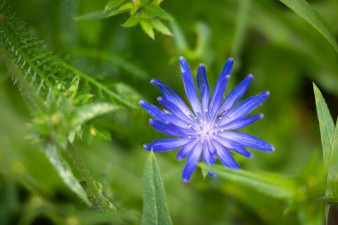 Güzel mavi hindiba çiçekleri bir yaz çayırında çiçek açıyor. Letonya, Avrupa 'nın mevsimsel kırsal manzarası.