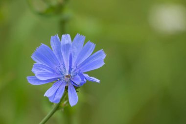 Güzel mavi hindiba çiçekleri bir yaz çayırında çiçek açıyor. Letonya, Avrupa 'nın mevsimsel kırsal manzarası.