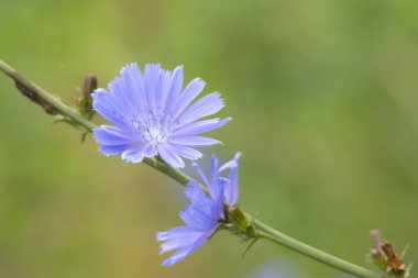 Güzel mavi hindiba çiçekleri bir yaz çayırında çiçek açıyor. Letonya, Avrupa 'nın mevsimsel kırsal manzarası.