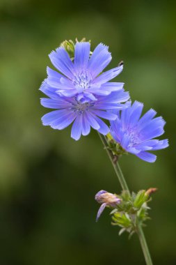 Güzel mavi hindiba çiçekleri bir yaz çayırında çiçek açıyor. Letonya, Avrupa 'nın mevsimsel kırsal manzarası.