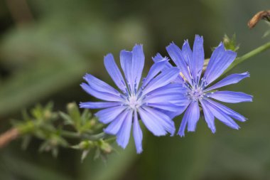 Güzel mavi hindiba çiçekleri bir yaz çayırında çiçek açıyor. Letonya, Avrupa 'nın mevsimsel kırsal manzarası.