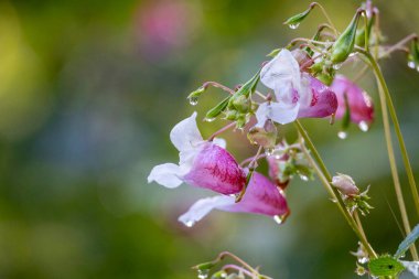 Himalaya Balsam çiçeğinin güzel bir yakın çekimi yaz çayırında çiçek açıyor. Letonya, Avrupa 'nın mevsimsel kırsal manzarası.