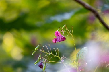 Himalaya Balsam çiçeğinin güzel bir yakın çekimi yaz çayırında çiçek açıyor. Letonya, Avrupa 'nın mevsimsel kırsal manzarası.