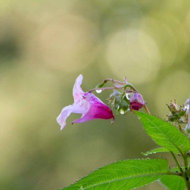 Himalaya Balsam çiçeğinin güzel bir yakın çekimi yaz çayırında çiçek açıyor. Letonya, Avrupa 'nın mevsimsel kırsal manzarası.