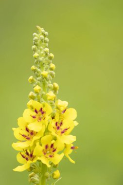 Güneşli bir çayırda açan güzel sarı yaz çiçekleri. Letonya, Avrupa 'nın mevsimsel kırsal manzarası.