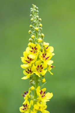 Güneşli bir çayırda açan güzel sarı yaz çiçekleri. Letonya, Avrupa 'nın mevsimsel kırsal manzarası.
