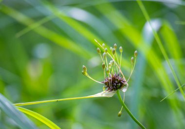 Yaz otlağında yetişen taze bitkilerin güzel bir yakın çekimi. Letonya, Avrupa 'nın mevsimsel kırsal manzarası.