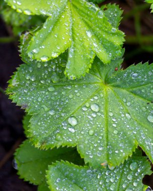 Yaz otlağında yetişen taze bitkilerin güzel bir yakın çekimi. Letonya, Avrupa 'nın mevsimsel kırsal manzarası.
