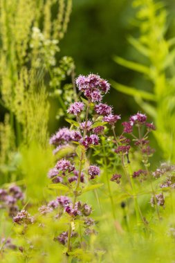 Yaz çayırlarında açan güzel pembe çiçekler. Letonya, Avrupa 'nın mevsimsel kırsal manzarası.
