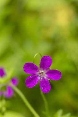 Yaz çayırlarında açan güzel pembe çiçekler. Letonya, Avrupa 'nın mevsimsel kırsal manzarası.