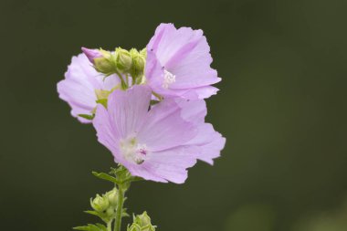 Yaz çayırlarında açan güzel pembe çiçekler. Letonya, Avrupa 'nın mevsimsel kırsal manzarası.
