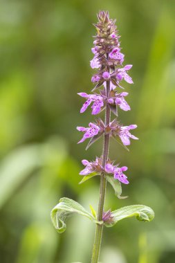 Yaz çayırlarında açan güzel pembe çiçekler. Letonya, Avrupa 'nın mevsimsel kırsal manzarası.