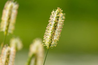 Yazın çayırda çiçek açan timotik bir ot bitkisinin güzel yakın çekimi. Letonya, Avrupa 'nın mevsimsel kırsal manzarası.