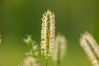 Yazın çayırda çiçek açan timotik bir ot bitkisinin güzel yakın çekimi. Letonya, Avrupa 'nın mevsimsel kırsal manzarası.
