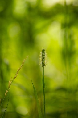 Yazın çayırda çiçek açan timotik bir ot bitkisinin güzel yakın çekimi. Letonya, Avrupa 'nın mevsimsel kırsal manzarası.