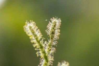 Yazın çayırda çiçek açan timotik bir ot bitkisinin güzel yakın çekimi. Letonya, Avrupa 'nın mevsimsel kırsal manzarası.