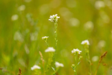 Bir yaz otlağında açan beyaz çiçeklerin güzel yakın çekimi. Letonya, Avrupa 'nın mevsimsel kırsal manzarası.