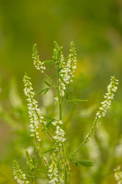 Bir yaz otlağında açan beyaz çiçeklerin güzel yakın çekimi. Letonya, Avrupa 'nın mevsimsel kırsal manzarası.