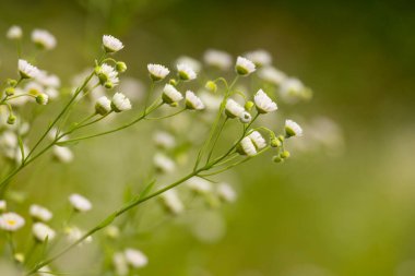 Bir yaz otlağında açan beyaz çiçeklerin güzel yakın çekimi. Letonya, Avrupa 'nın mevsimsel kırsal manzarası.