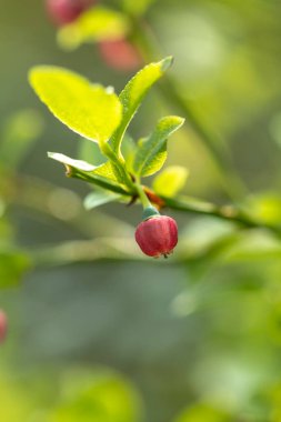 Yaz ormanın ilk zamanlarında taze yabanmersini çalıları ve pembe çiçekler. Letonya, Avrupa 'da mevsimlik bir manzara.