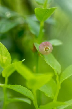 Yaz ormanın ilk zamanlarında taze yabanmersini çalıları ve pembe çiçekler. Letonya, Avrupa 'da mevsimlik bir manzara.