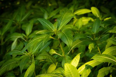 Yaz ormanlarında yetişen güzel yeşil yaprak yaprakları. Letonya, Avrupa 'da mevsimlik bir orman manzarası.