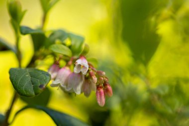Yaz ormanında çiçek açan güzel, taze bir kızılcık çalısı. Letonya, Avrupa 'da mevsimlik bir orman manzarası.