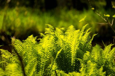 Yaz ormanında yetişen taze taze eğreltiotu yaprakları. Letonya, Avrupa 'da mevsimlik bir orman manzarası.