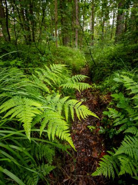 Yaz ormanında yetişen taze taze eğreltiotu yaprakları. Letonya, Avrupa 'da mevsimlik bir orman manzarası.