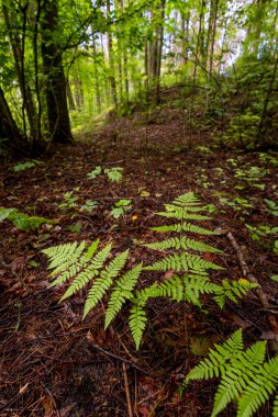 Yaz ormanında yetişen taze taze eğreltiotu yaprakları. Letonya, Avrupa 'da mevsimlik bir orman manzarası.