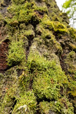 Ormanda yetişen yerel bitkilerin güzel bir yaz manzarası. Letonya, Avrupa 'da mevsimlik bir orman.