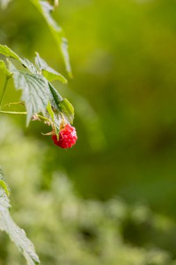 Ormanda yetişen yerel bitkilerin güzel bir yaz manzarası. Letonya, Avrupa 'da mevsimlik bir orman.