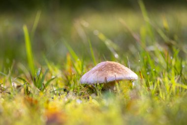 Yaz ormanı zemininde büyüyen küçük bir mantar. Letonya, Avrupa 'da mevsimlik bir orman manzarası.