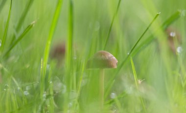Yaz ormanı zemininde büyüyen küçük bir mantar. Letonya, Avrupa 'da mevsimlik bir orman manzarası.