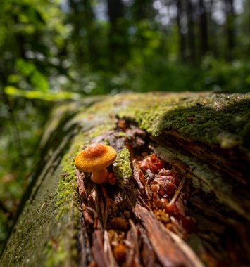 Yaz ormanı zemininde büyüyen küçük bir mantar. Letonya, Avrupa 'da mevsimlik bir orman manzarası.
