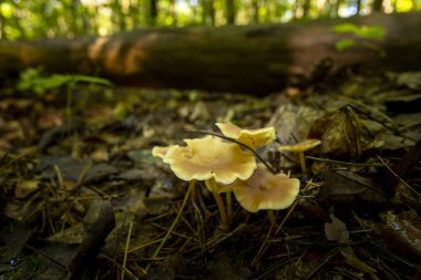 Yaz ormanı zemininde büyüyen küçük bir mantar. Letonya, Avrupa 'da mevsimlik bir orman manzarası.
