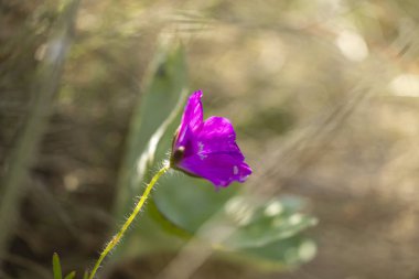 Yaz ormanında açan güzel pembe bir çiçek. Letonya, Avrupa 'da mevsimlik bir orman manzarası.