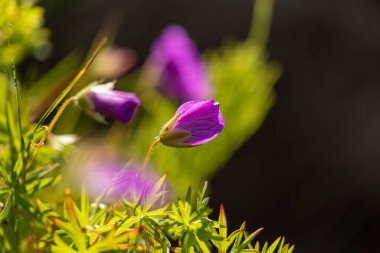 Yaz ormanında açan güzel pembe bir çiçek. Letonya, Avrupa 'da mevsimlik bir orman manzarası.
