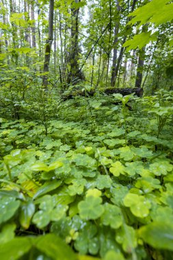 Orman zemininde yetişen güzel, taze bir ağaç doru yaprağı. Letonya, Avrupa 'da ormanlık bir yaz manzarası.