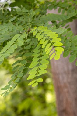 Ormanda taze yeşil yaprakların dallanmadığı güzel bir yaz manzarası. Letonya, Avrupa 'da mevsimlik bir orman manzarası.
