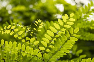 Ormanda taze yeşil yaprakların dallanmadığı güzel bir yaz manzarası. Letonya, Avrupa 'da mevsimlik bir orman manzarası.