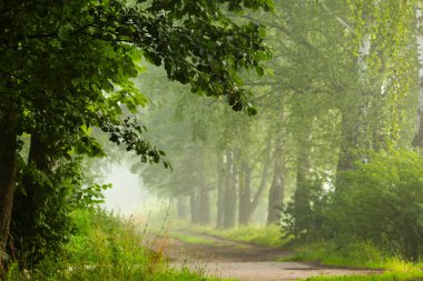 Güzel sisli bir yaz sabahı ve park ağaçlarının arasından geçen küçük bir patika. Letonya, Avrupa 'nın mevsimlik manzarası.