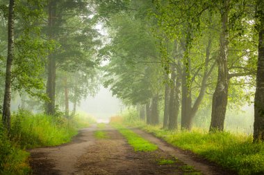 Güzel sisli bir yaz sabahı ve park ağaçlarının arasından geçen küçük bir patika. Letonya, Avrupa 'nın mevsimlik manzarası.