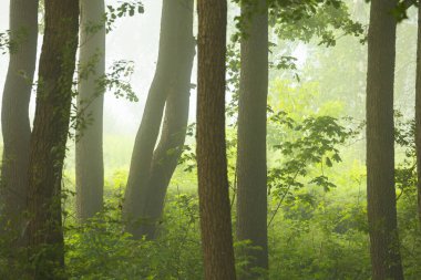 Patk ağaçlarıyla dolu sisli bir yaz sabahı manzarası. Letonya, Avrupa 'nın mevsimlik manzarası.