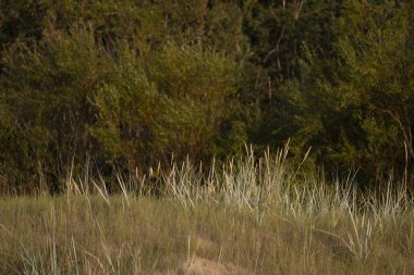 Güneşli bir günde güzel yaz ormanları ayrıntıları. Letonya, Avrupa 'da mevsimlik orman manzarası.